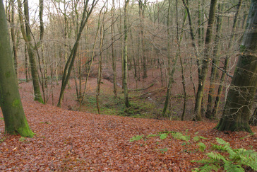 Vochtige plek in beekdal