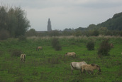 Uitzicht richting Rhenen (Rhenen)