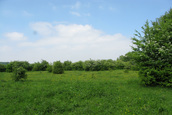 Meidoorn struweel (Rhenen)