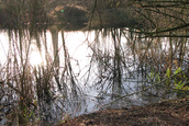 Kleiput in griend (Rhenen)