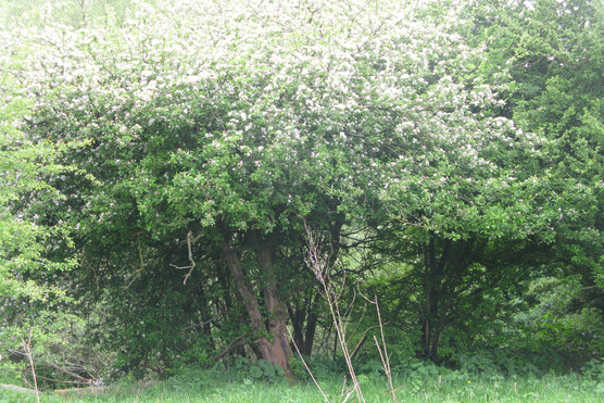 Appelboom
