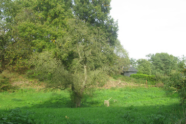 Hoogstam boomgaard