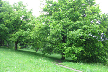 Weiland in het Filosofendal