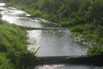 Vistrappen in de beek