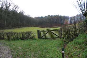 Begrazing met runderen