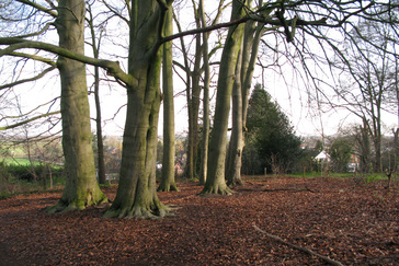 Groep Beuken