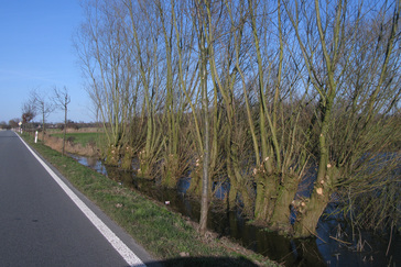 Kikkerpoel