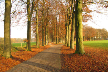 Oprijlaan Huize de Voorst