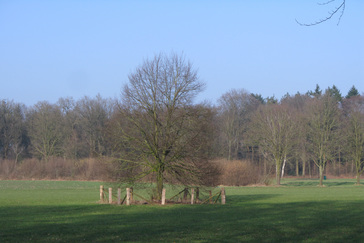 Herplant solitaire bomen