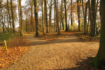 Geriefhout op het landgoed