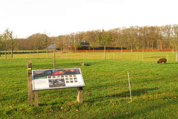 Boomgaard met hoogstam-fruitbomen