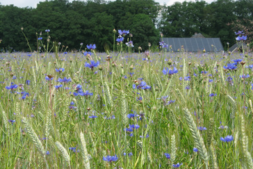 Korenveld