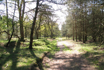 Oude houtwal / wildwal