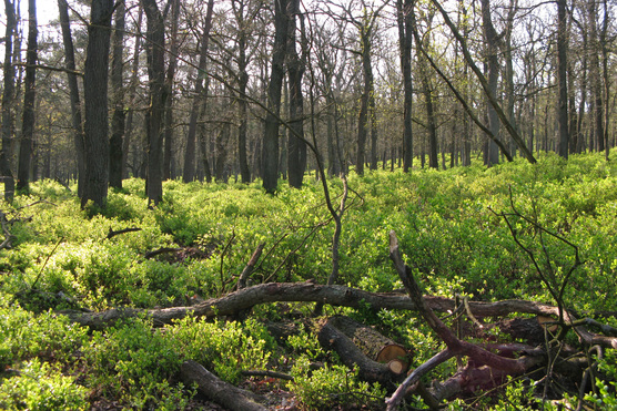 Bosbessen