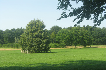 Herplant solitaire bomen
