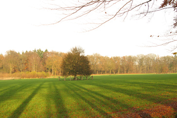 Herplant solitaire bomen