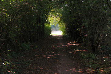 Tunneltje van bladeren