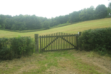 Begrazing met runderen